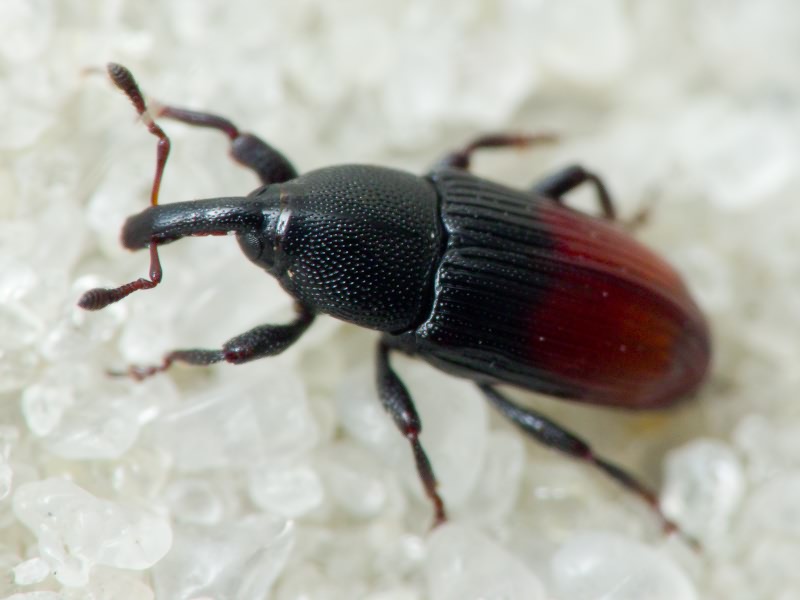 Baris analis (Olivier, 1790)